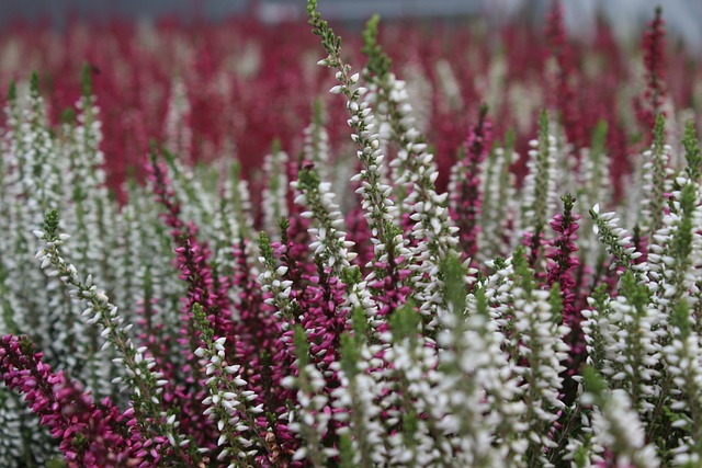 Free Heather Flower Background photo and picture