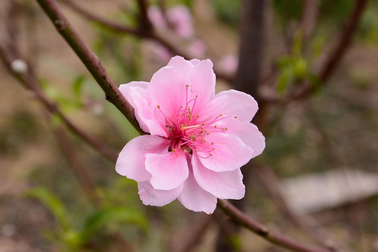 Peach Flower - Free photo on Pixabay - Pixabay