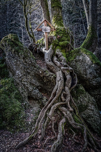 Free Forest Root photo and picture