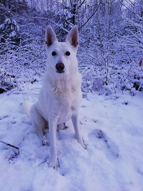 Free The White Shepherd Dog photo and picture