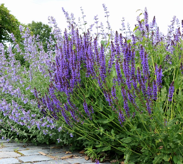 Free Lavender Flower Wallpaper photo and picture
