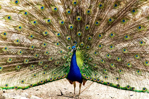 Free Bird Peacock photo and picture