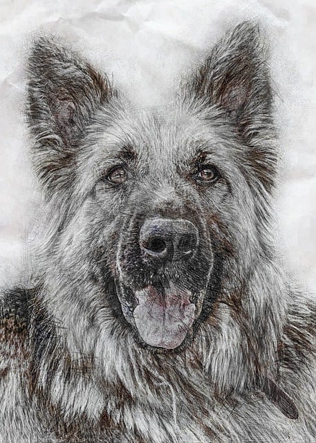 Animal, Perro, Pastor Alemán