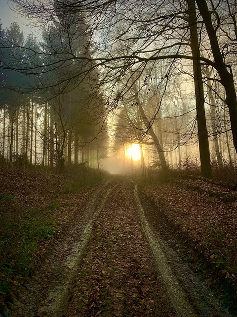 Free Forest Fog photo and picture