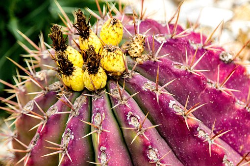 Free Cactus Garden photo and picture