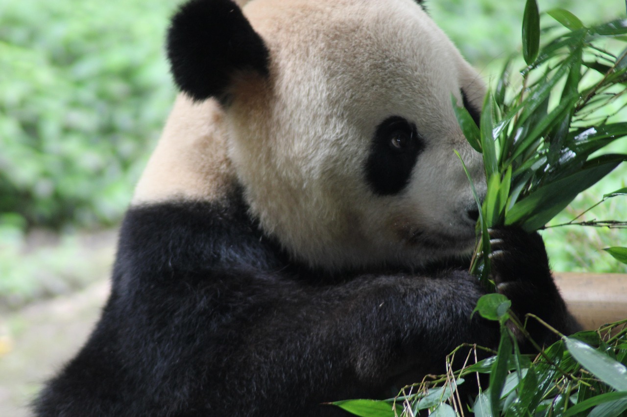 パンダ 竹 動物 - Pixabayの無料写真 - Pixabay