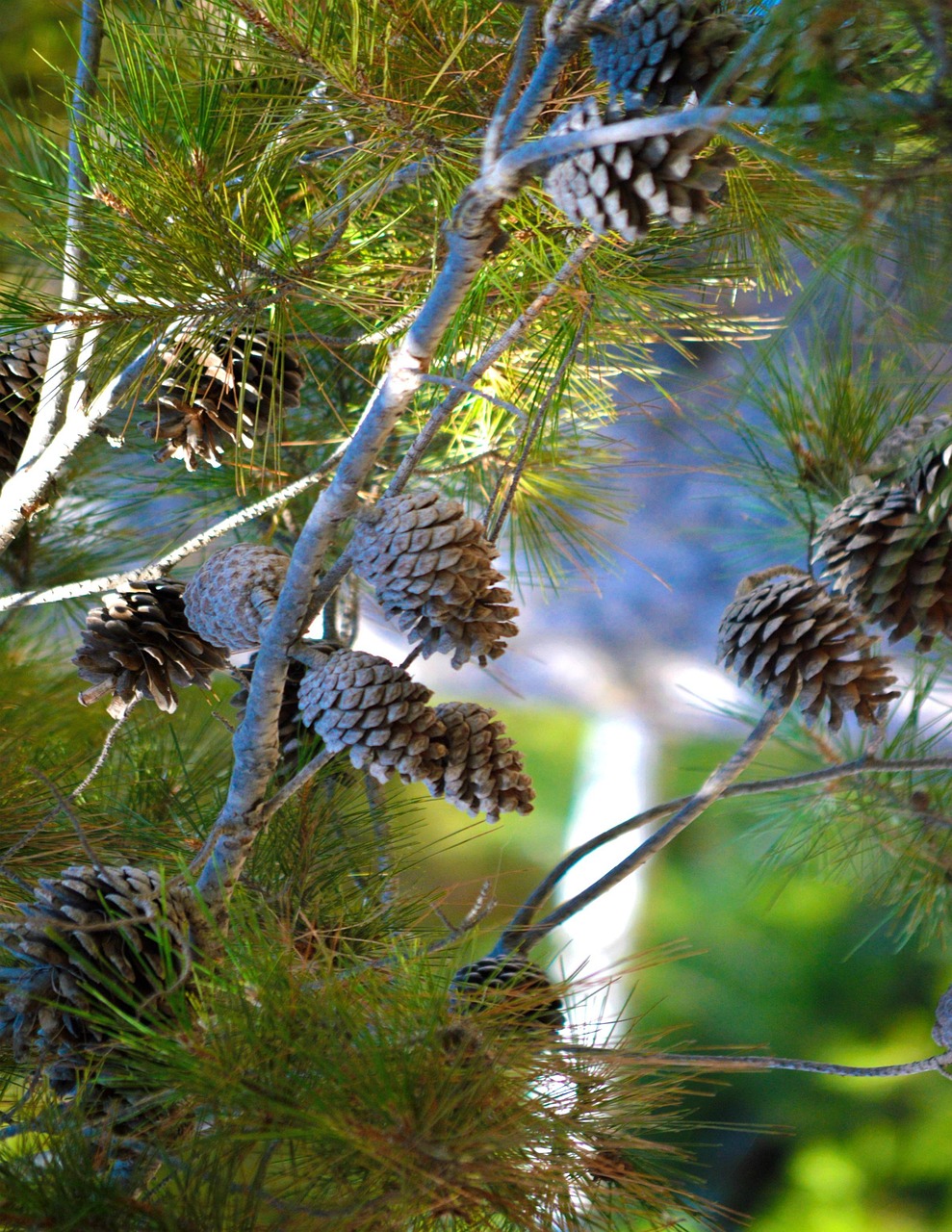 Pinecones Tree Branches - Free photo on Pixabay