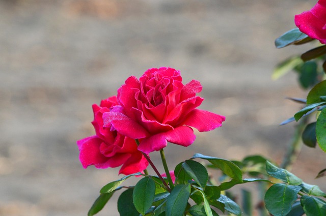 Rosas Rosado Rocío - Foto gratis en Pixabay - Pixabay