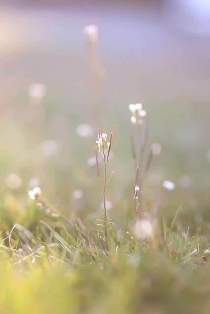Free Spring Beautiful Flowers photo and picture