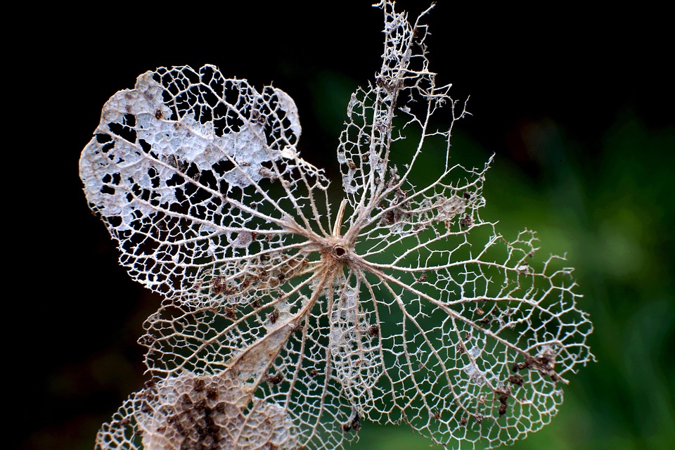 Insect-Eaten Leave Trace - Free photo on Pixabay - Pixabay