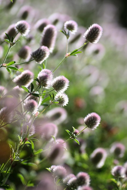 Free Spring Flower photo and picture