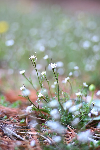 Free Spring Flower photo and picture
