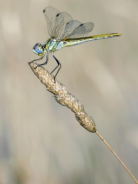Free Grasshopper Loving photo and picture