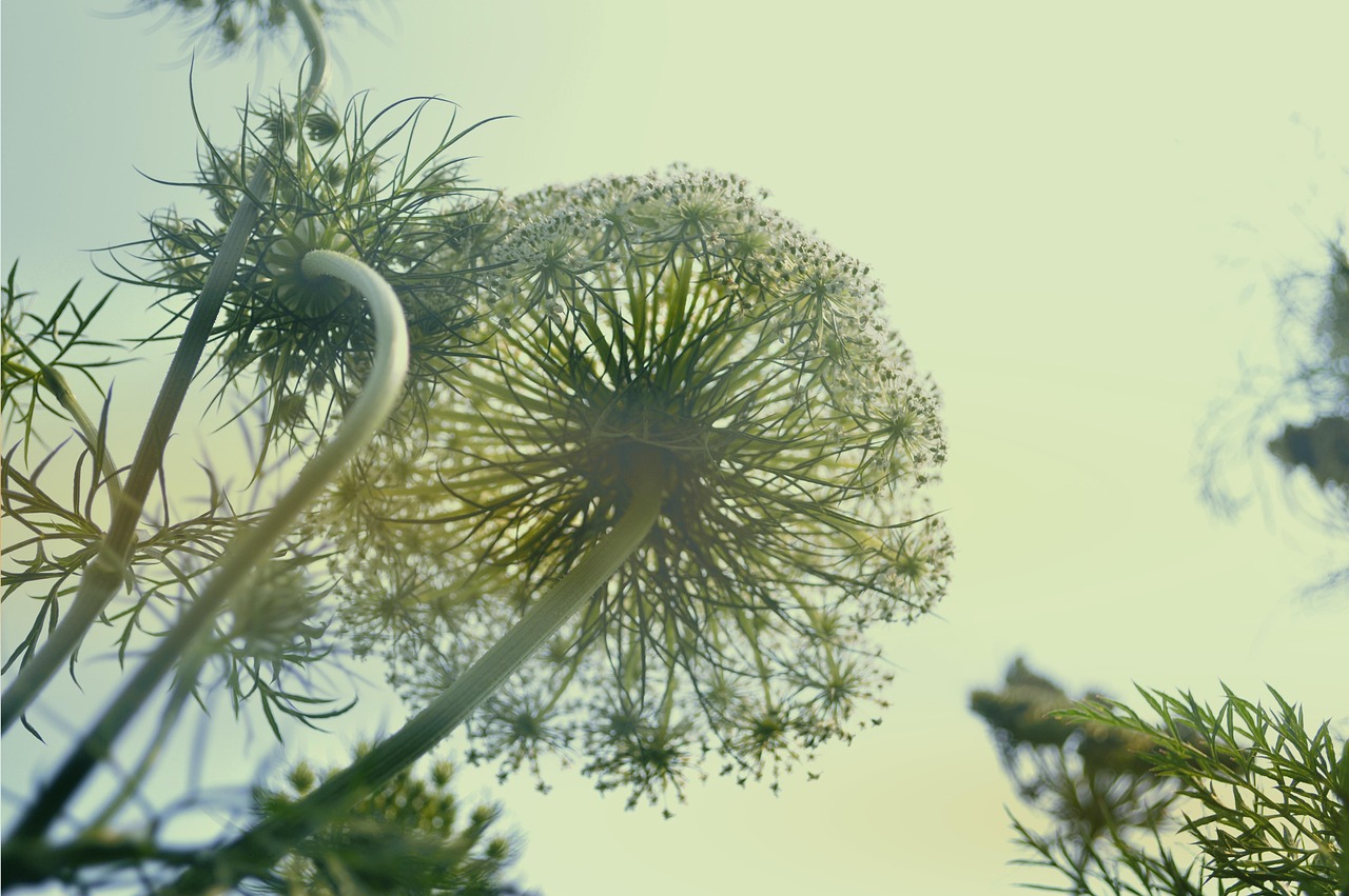 Indonesia Plant - free online jigsaw puzzle photo