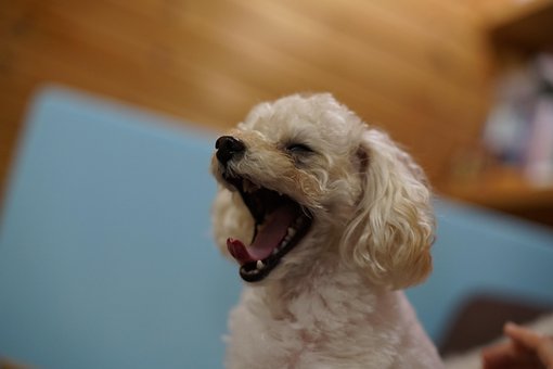 10 Gambar Toy Poodle Anjing Gratis Pixabay