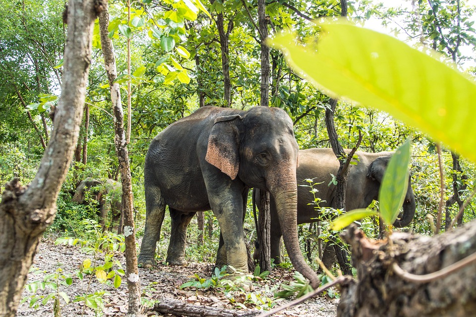Asia Wildlife Wild Free Photo On Pixabay