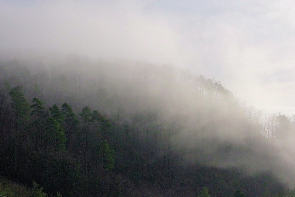 景观 多雾路段 森林 - Pixabay上的免费照片 - Pixabay