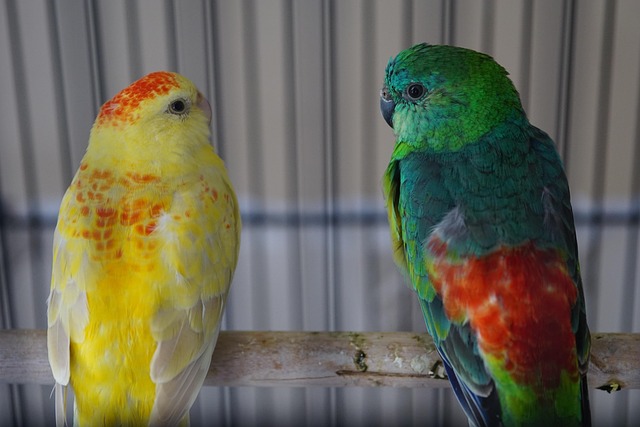 Free Parrot Bird photo and picture