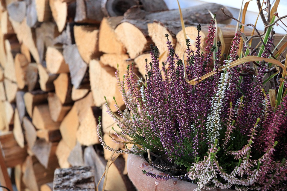 Heather Erika Plant - Free photo on Pixabay - Pixabay