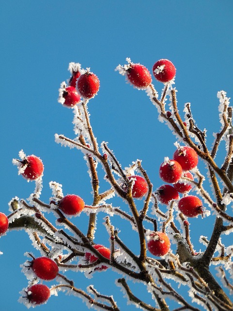 Free Ice Cream Red photo and picture