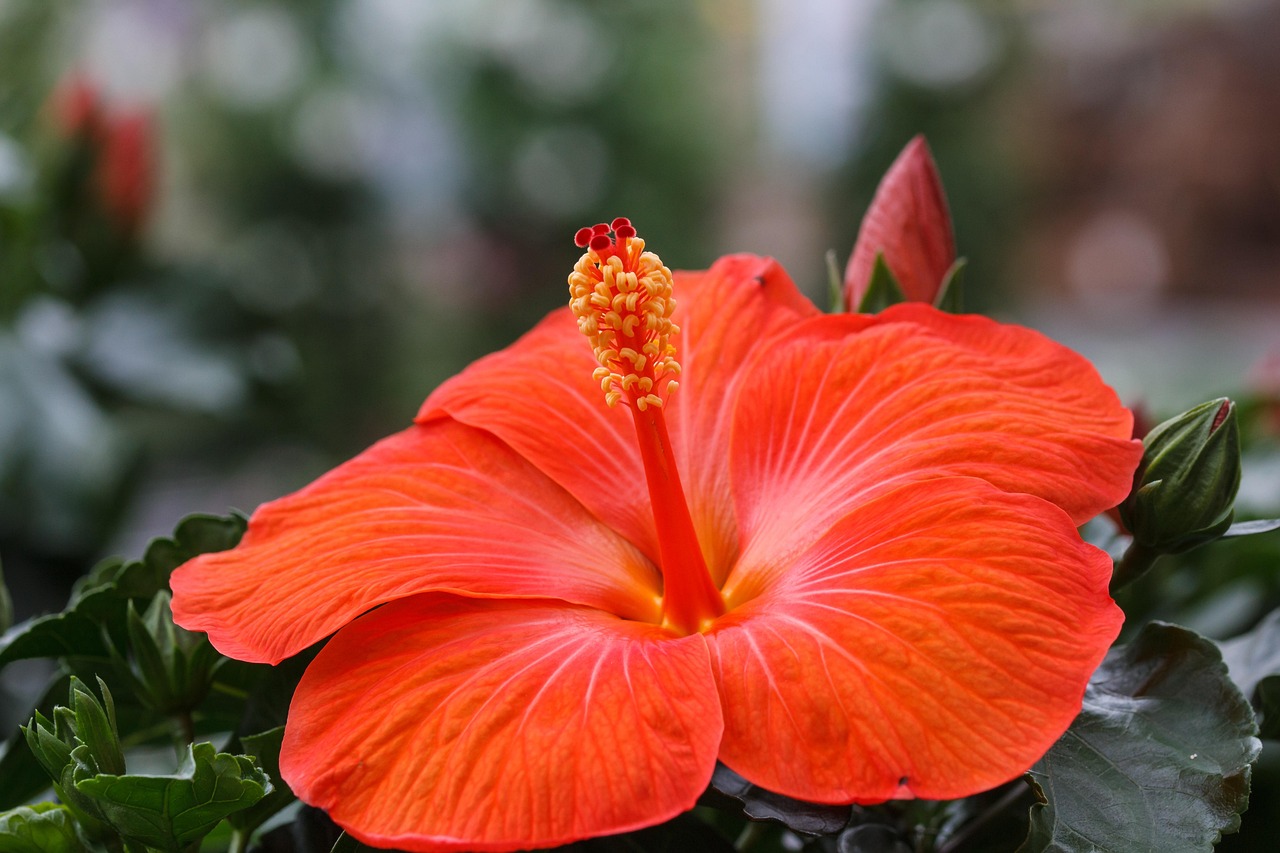 Hibiscus - free online jigsaw puzzle photo