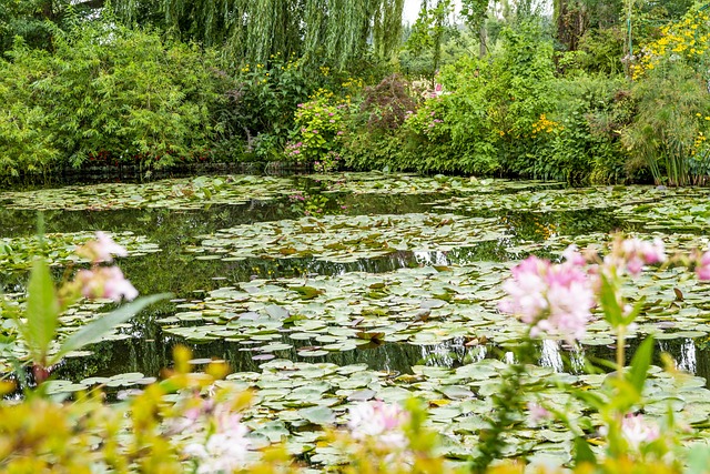 Dam, Hus, Natur, Plante, Sø, Hvid, Vand