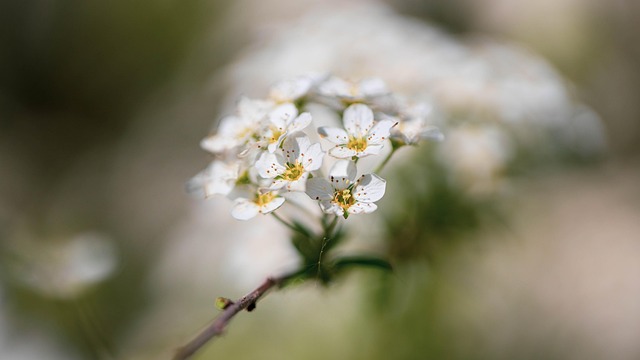 Natur, Schöne Blumen, Blumentapete