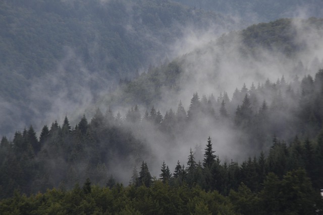 Free Forest Asiago photo and picture