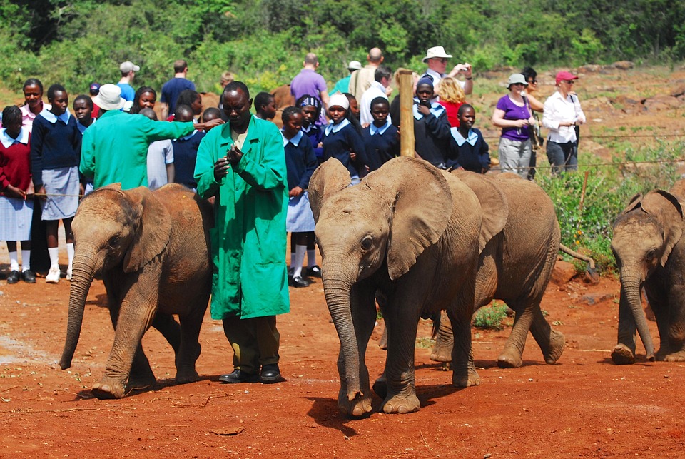 Feeding Baby Elephants Bottle Free photo on Pixabay Pixabay