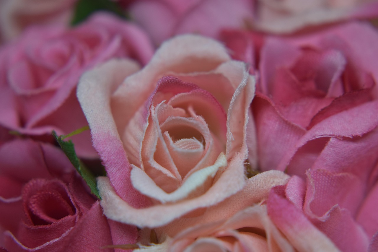 Rosado Tela Decorativos Foto gratis en