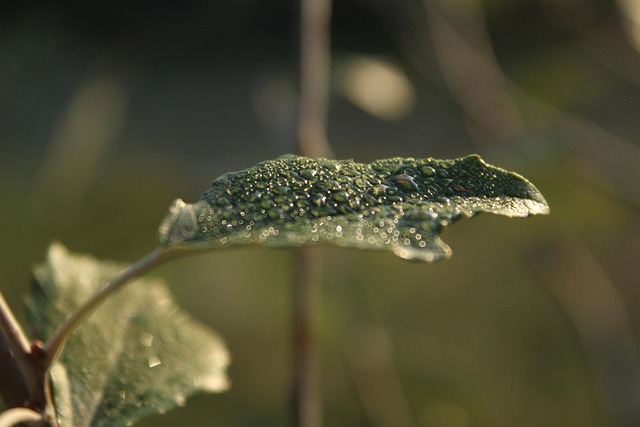 Free Forest Nature photo and picture