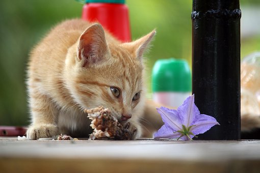 Free Cat Feeding photo and picture