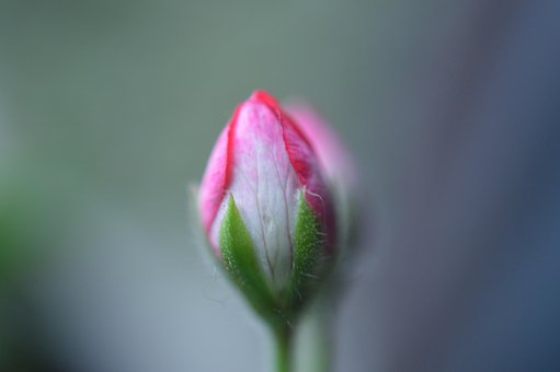 Free Micro Macro photo and picture