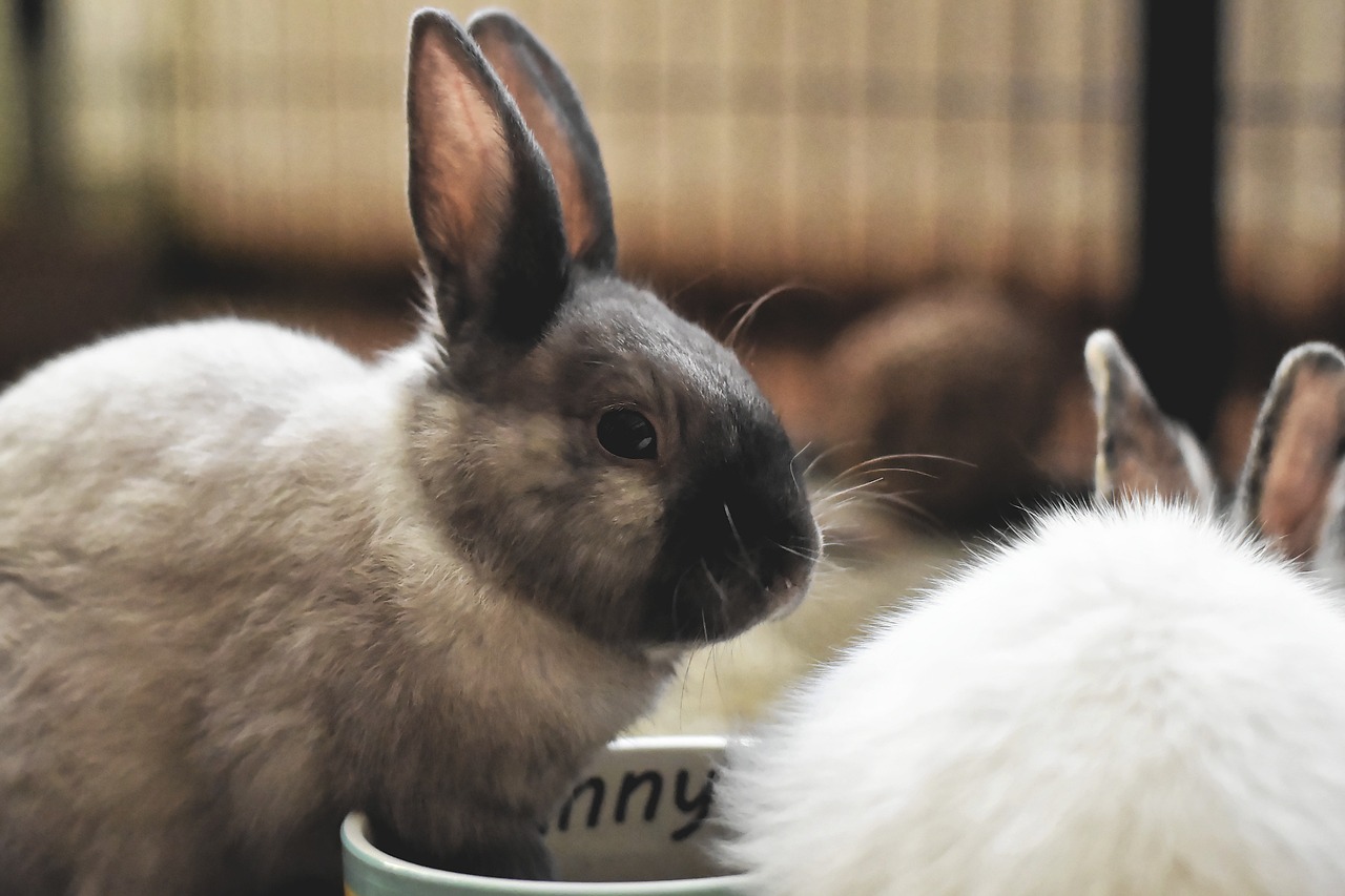 Pesky Rabbit Images Page 4 - Download Beautiful Rabbit Images for Free - 4,000+ HD Photos ...