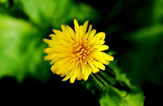 Free Flowers Nature photo and picture