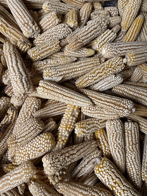 Free Corn Vegetables photo and picture