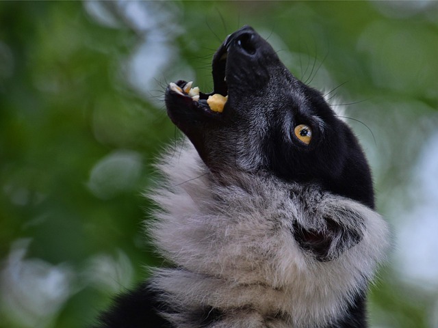 Free Lemur Cute photo and picture