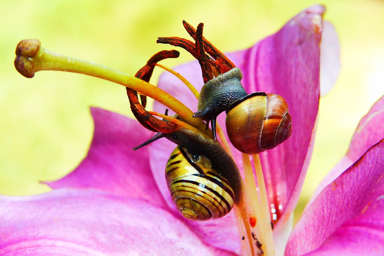 Wstężyki Gajowe Lily Garden Free photo on Pixabay Pixabay