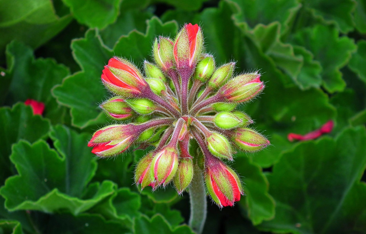 Geranium Flowers The Buds - Free photo on Pixabay