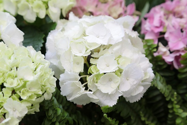 Free Flowers Garden photo and picture
