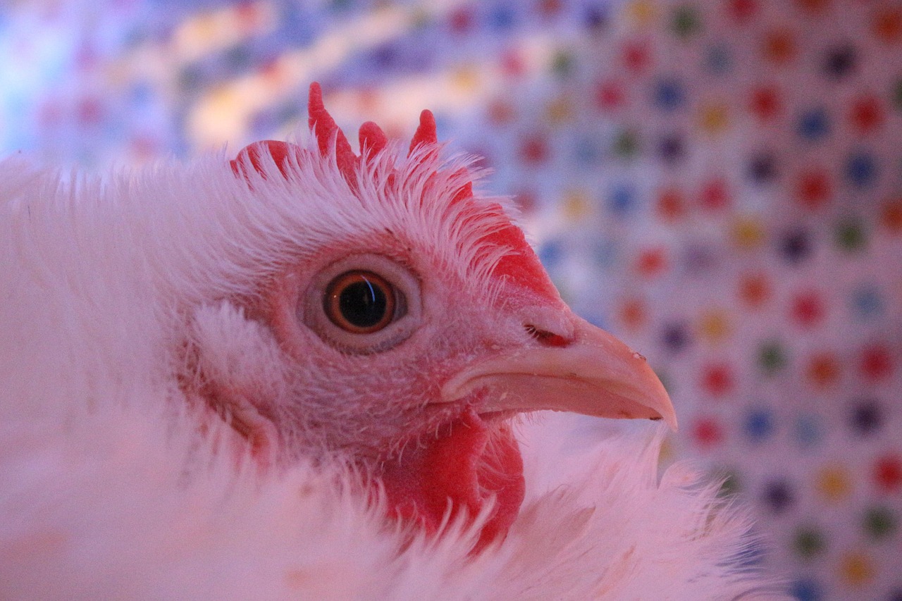 Chicken Hen Lured Free photo on Pixabay Pixabay