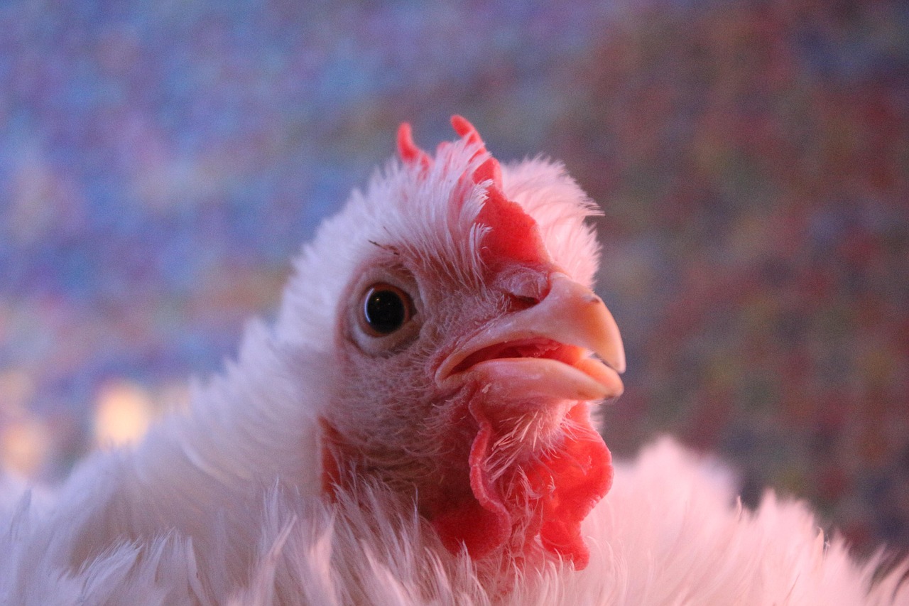 Chicken Hen Lured Free photo on Pixabay Pixabay