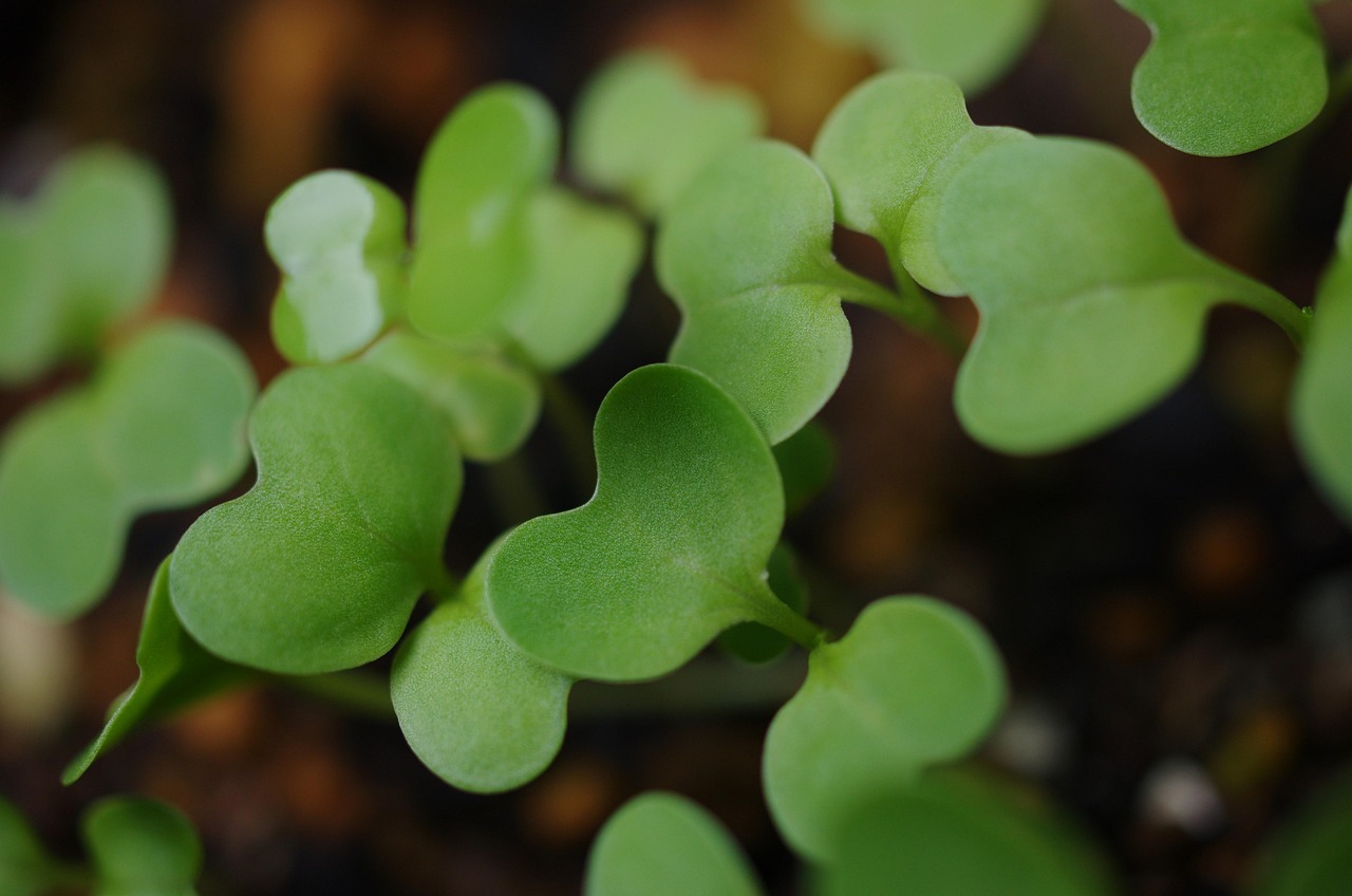 Fresh microgreens in a bowl