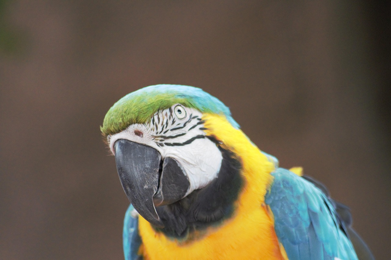 Macaw Bird Animal Free photo on Pixabay Pixabay