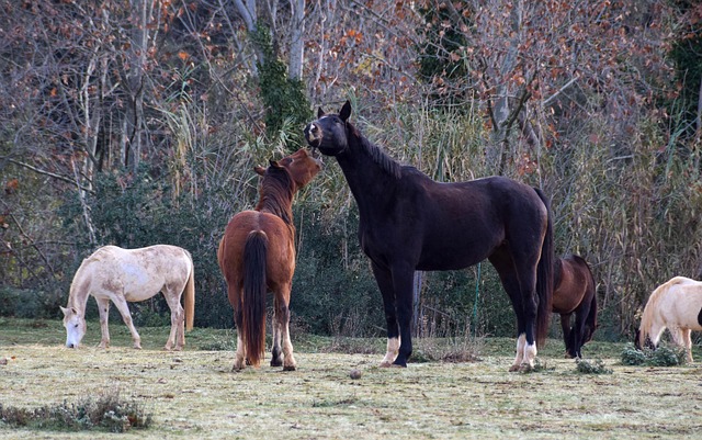 Caballo, Jugando, Salvaje, Poni, Prado
