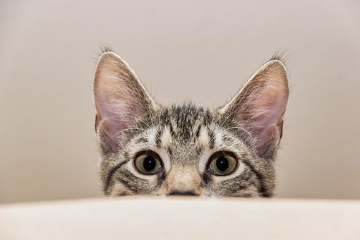 Free Cat Mackerel photo and picture