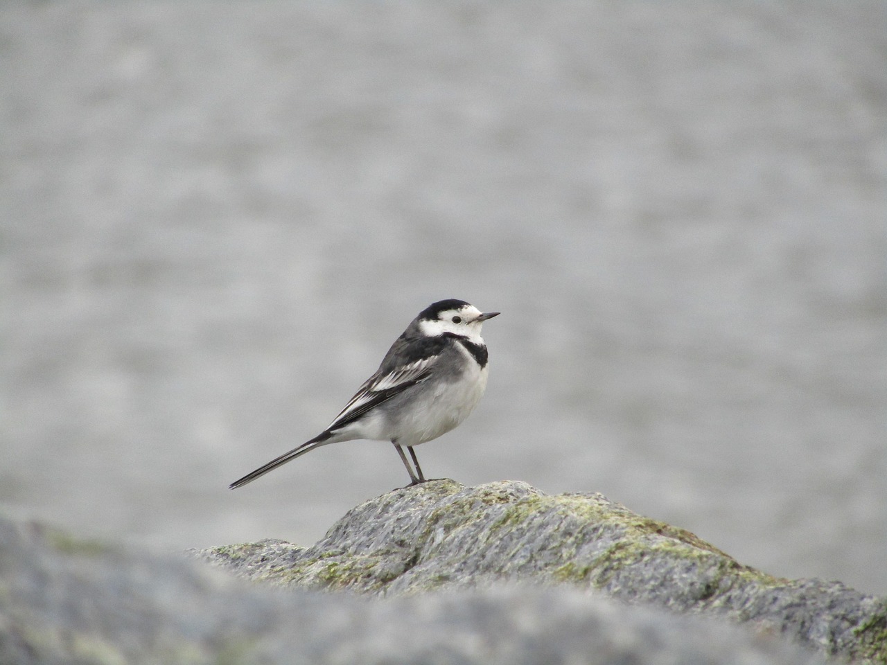 Pájaro Fauna Silvestre Animal - Foto gratis en Pixabay