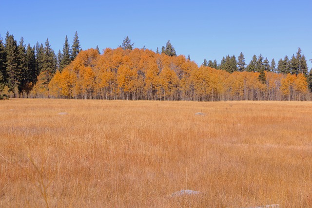 Free Autumn Nature photo and picture