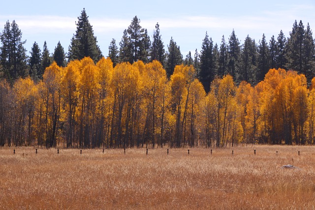 Free Autumn Nature photo and picture