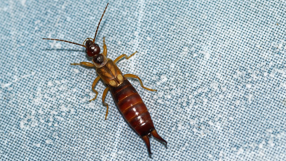 Insect Earwig Seated - Free photo on Pixabay - Pixabay